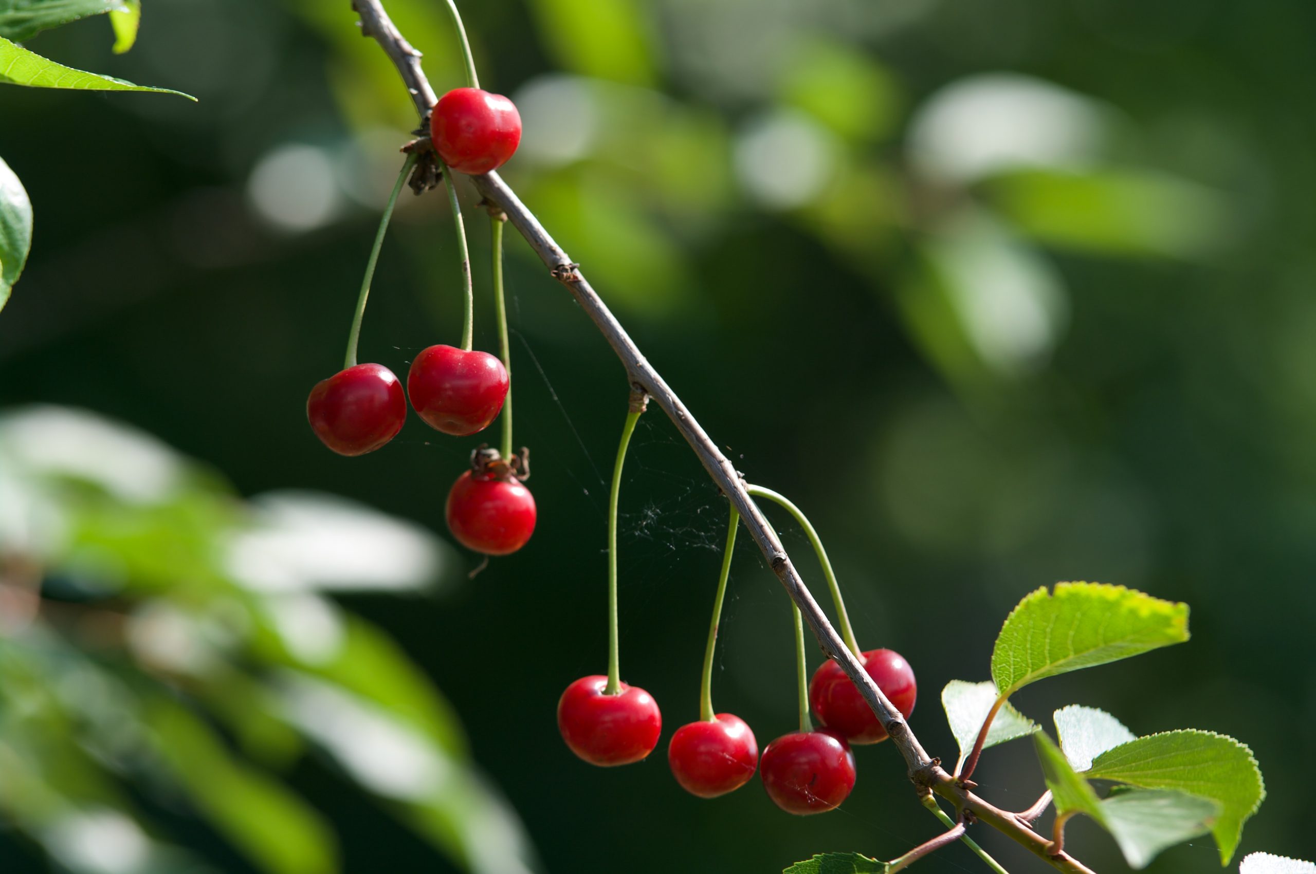 What is Bitter Fruit?